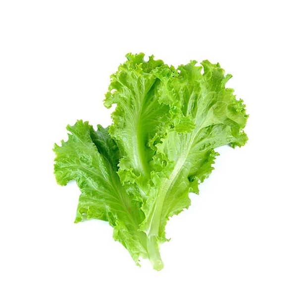Lettuce Leaves - سلاد پتّہ Available In: 1 bunch